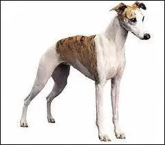 Quel est le plus petit des lvriers ?