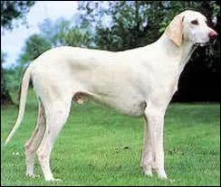 Quelle est la race de ce chien ?