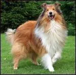 Quelle est cette race de chien ?