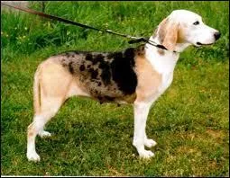 Quelle est cette race de chien ?