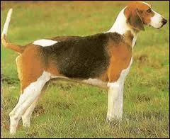 Quelle est la race de ce chien ?