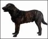 Quelle est la race de ce chien ?