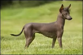 Quelle est la race de ce chien ?