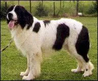 Quelle est la race de ce chien ?