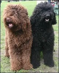 Quelle est cette race de chien ?