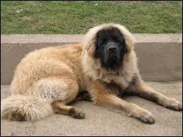 Quelle est la race de ce chien ?