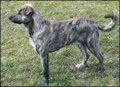 Quelle est la race de ce chien ?