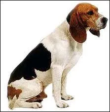 Quelle est la race de ce chien ?