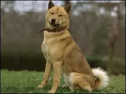 Quelle est la race de ce chien ?