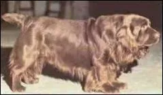 Quelle est la race de ce chien ?