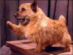 Quelle est la race de ce chien ?