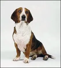 Quelle est la race de ce chien ?