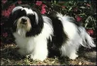 Quelle est la race de ce chien ?