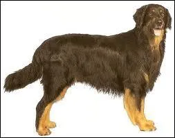 Quelle est la race de ce chien ?