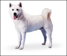 Quelle est la race de ce chien ?