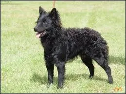 Quelle est la race de ce chien ?