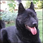 Quelle est la race de ce chien ?