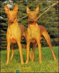 De quelle race sont ces chiens ?