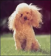 Quelle est la race de ce chien ?