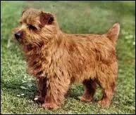 Quelle est la race de ce chien ?