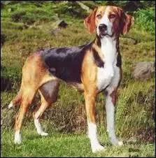 Quelle est cette race de chien ?