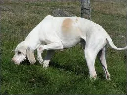 Quelle est la race de ce chien ?