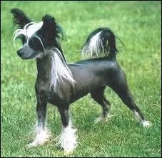 Quelle est la race de ce chien ?