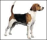 Quelle est la race de ce chien ?