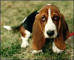 Quelle est la race de ce chien ?