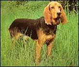 Quelle est la race de ce chien ?