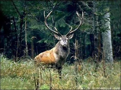 Quel est cet animal ?