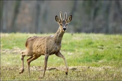 Comment s'appelle cet animal ?