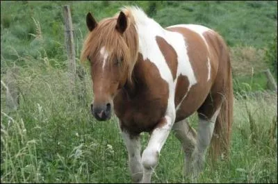 De quelle couleur est ce cheval ?