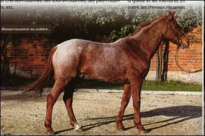 De quelle couleur est ce cheval ?