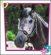 Qui est ce cheval ?