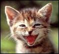Que fait un petit chat quand il est content ?