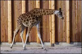 Comment s'appellent ceux qui travaillent dans les zoos ?