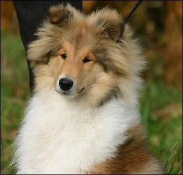 Comment s'appellent ceux qui duquent les chiens ?