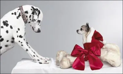 Et ceux qui prennent en photos des animaux ?