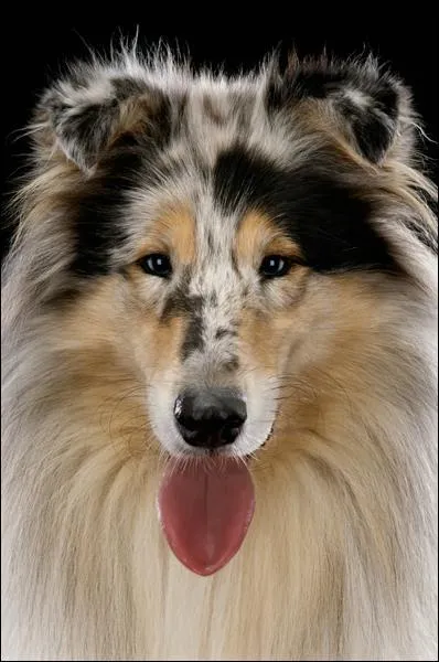 Comment s'appellent ceux qui coiffent, lavent, ... les chiens et chats ?