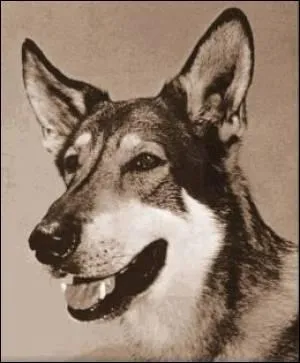 Je vagabonde dans toute l'Amrique afin d'aider les gens et on me nomme ?