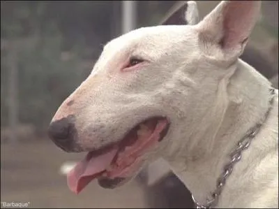 Je suis la mascotte des Ttes Brles et mon nom est ?