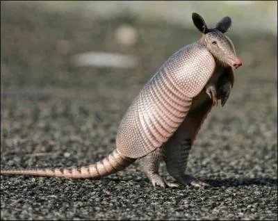 Quel est cet animal ?