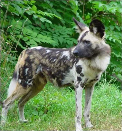 Quel est cet animal ?