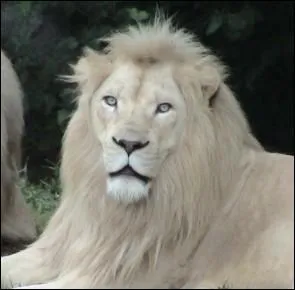 Quel est cet animal ?