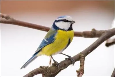 Quel est cet animal ?