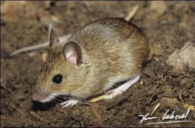 Quel est cet animal ?