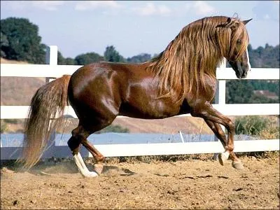 De quelle couleur est ce cheval ?