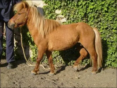Cheval ou poney ?