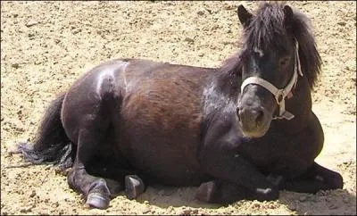 De quelle couleur est ce poney ?